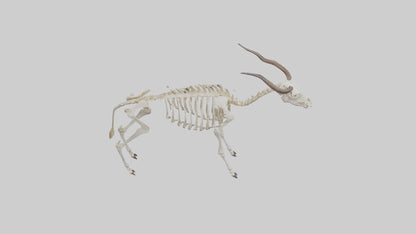 Eland Skeleton model 3D model