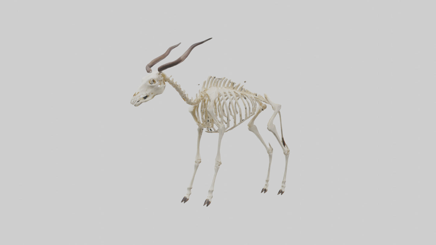 Eland Skeleton model 3D model