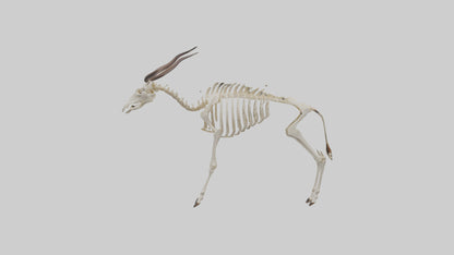 Eland Skeleton model 3D model