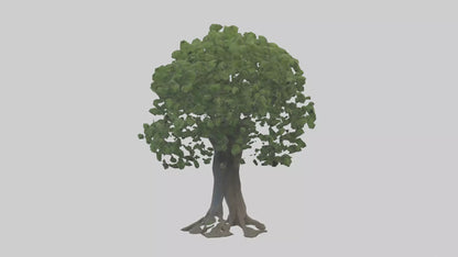 Elderberry tree model 3D model
