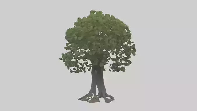 Elderberry tree model 3D model