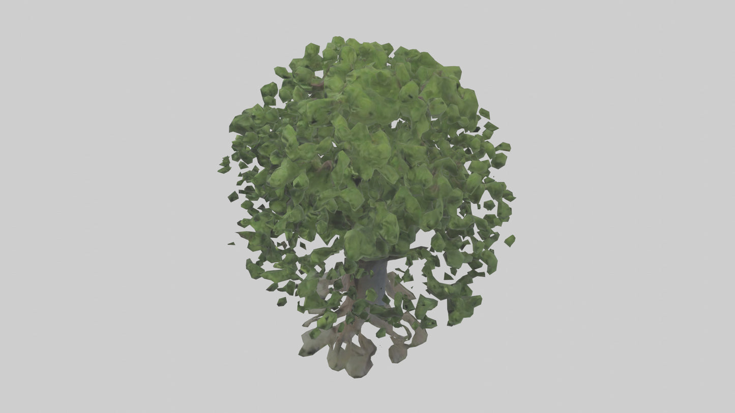 Elderberry tree model 3D model