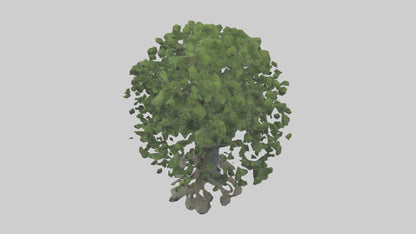 Elderberry tree model 3D model