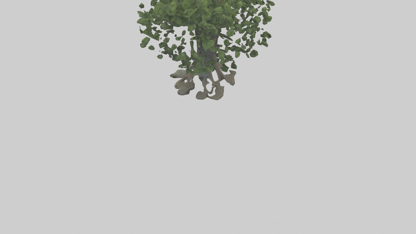 Elderberry tree model 3D model