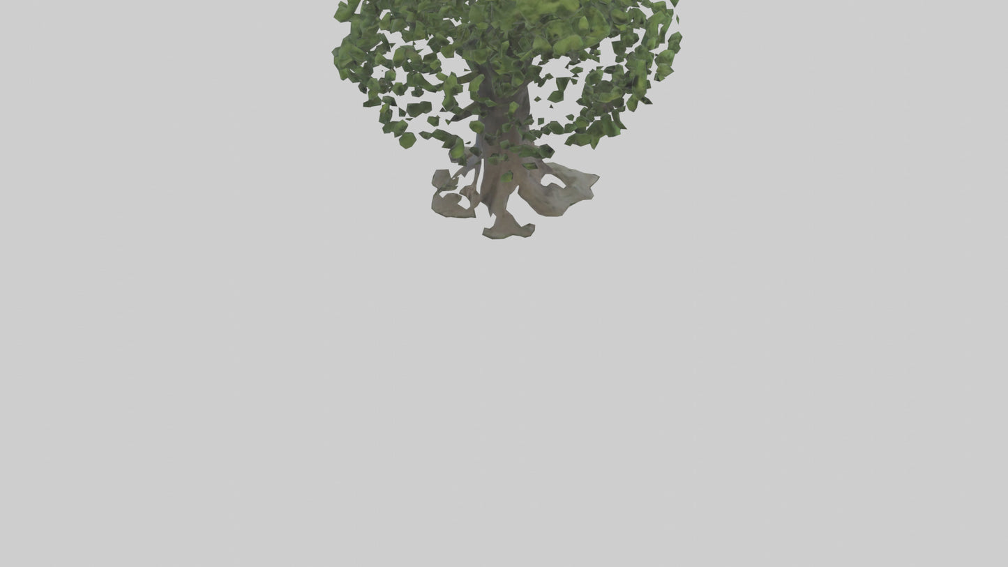 Elderberry tree model 3D model