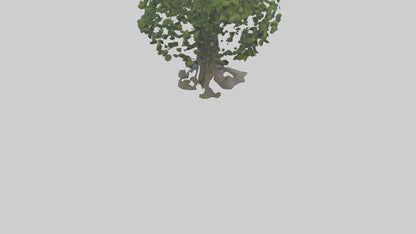Elderberry tree model 3D model