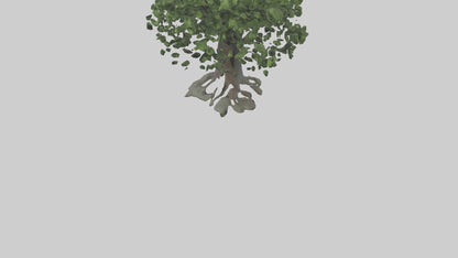Elderberry tree model 3D model