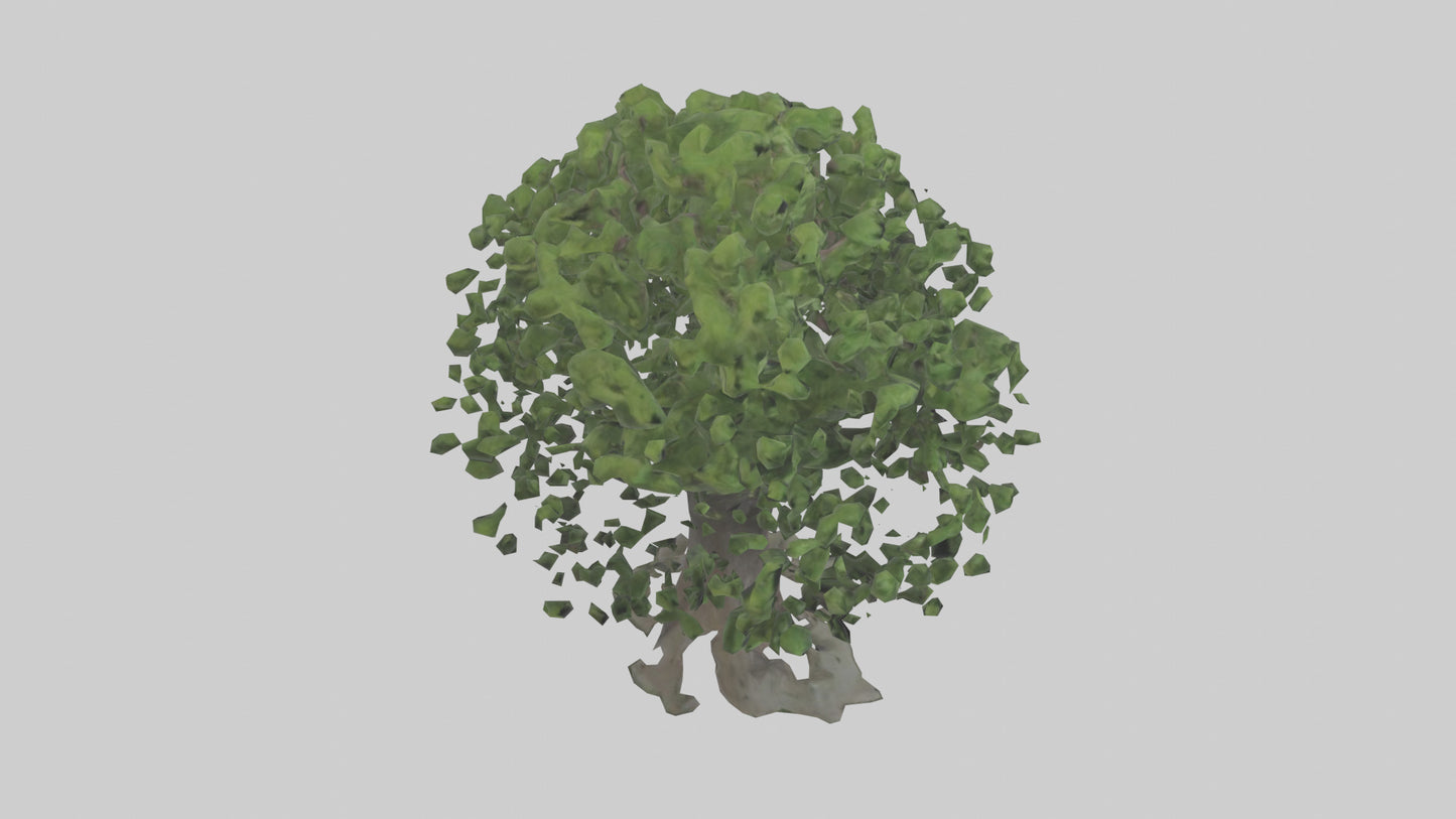 Elderberry tree model 3D model