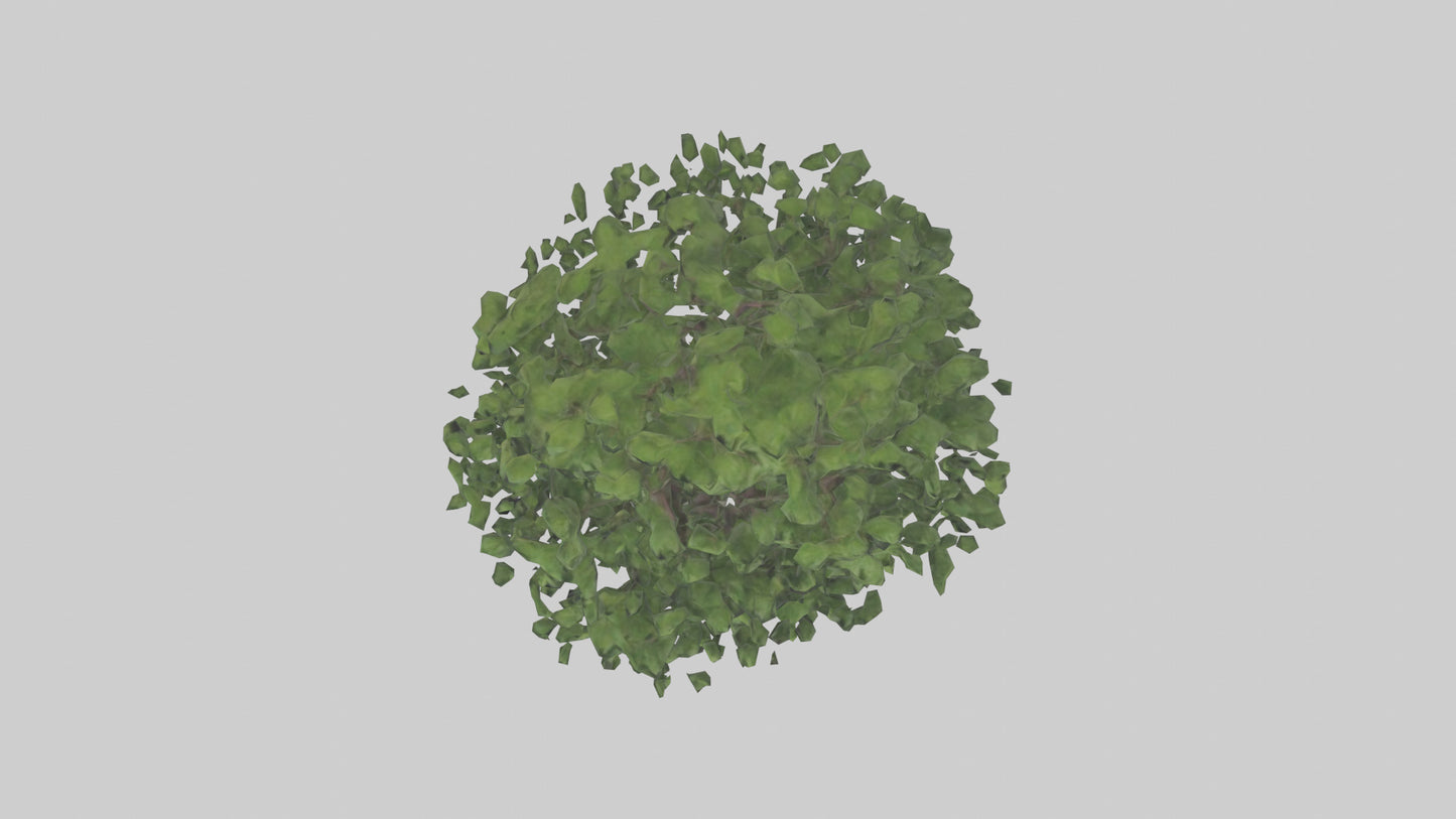 Elderberry tree model 3D model