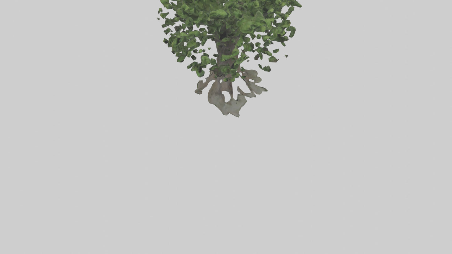 Elderberry tree model 3D model