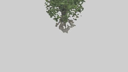 Elderberry tree model 3D model