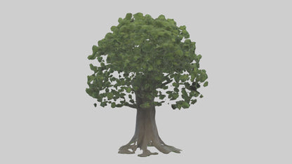 Elderberry tree model 3D model