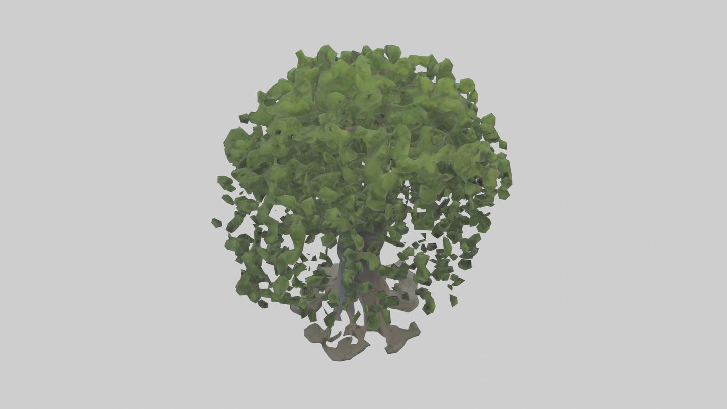 Elderberry tree model 3D model