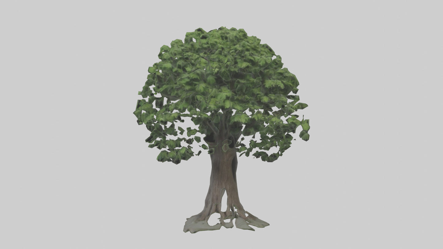 Elderberry tree model 3D model