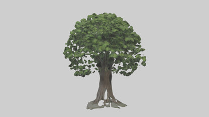 Elderberry tree model 3D model