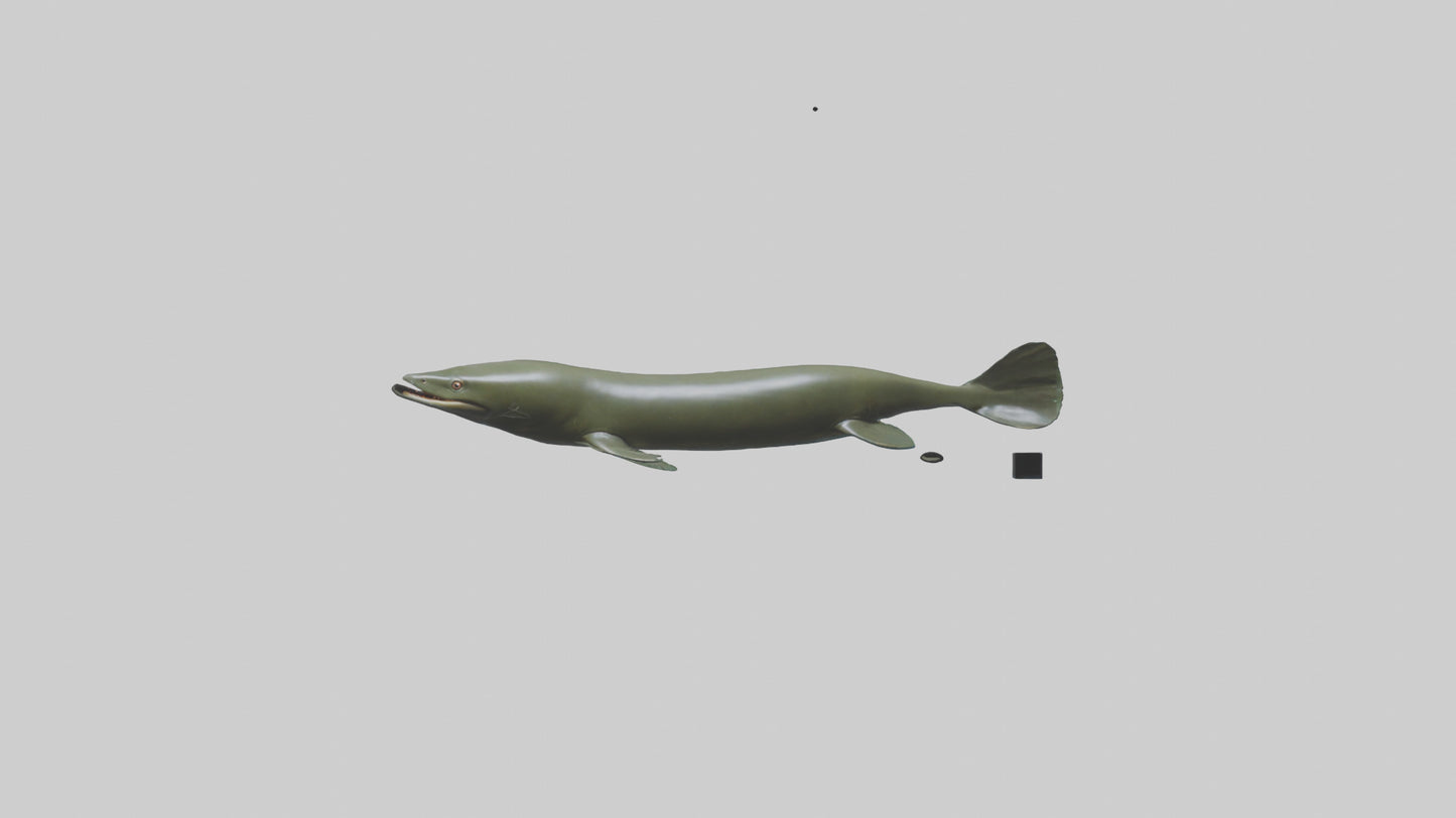 Electric Eel swimming model 3D model