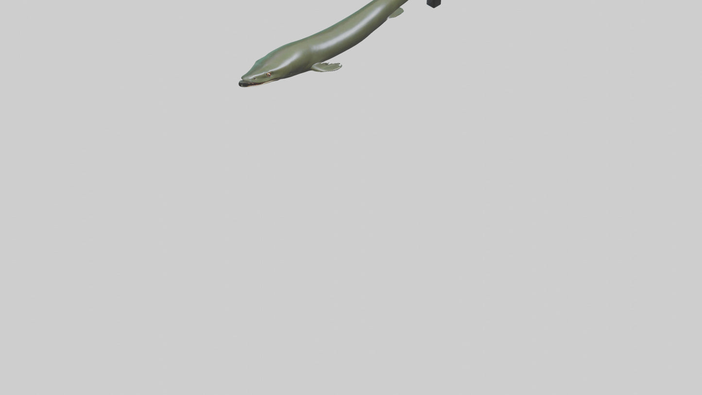 Electric Eel swimming model 3D model