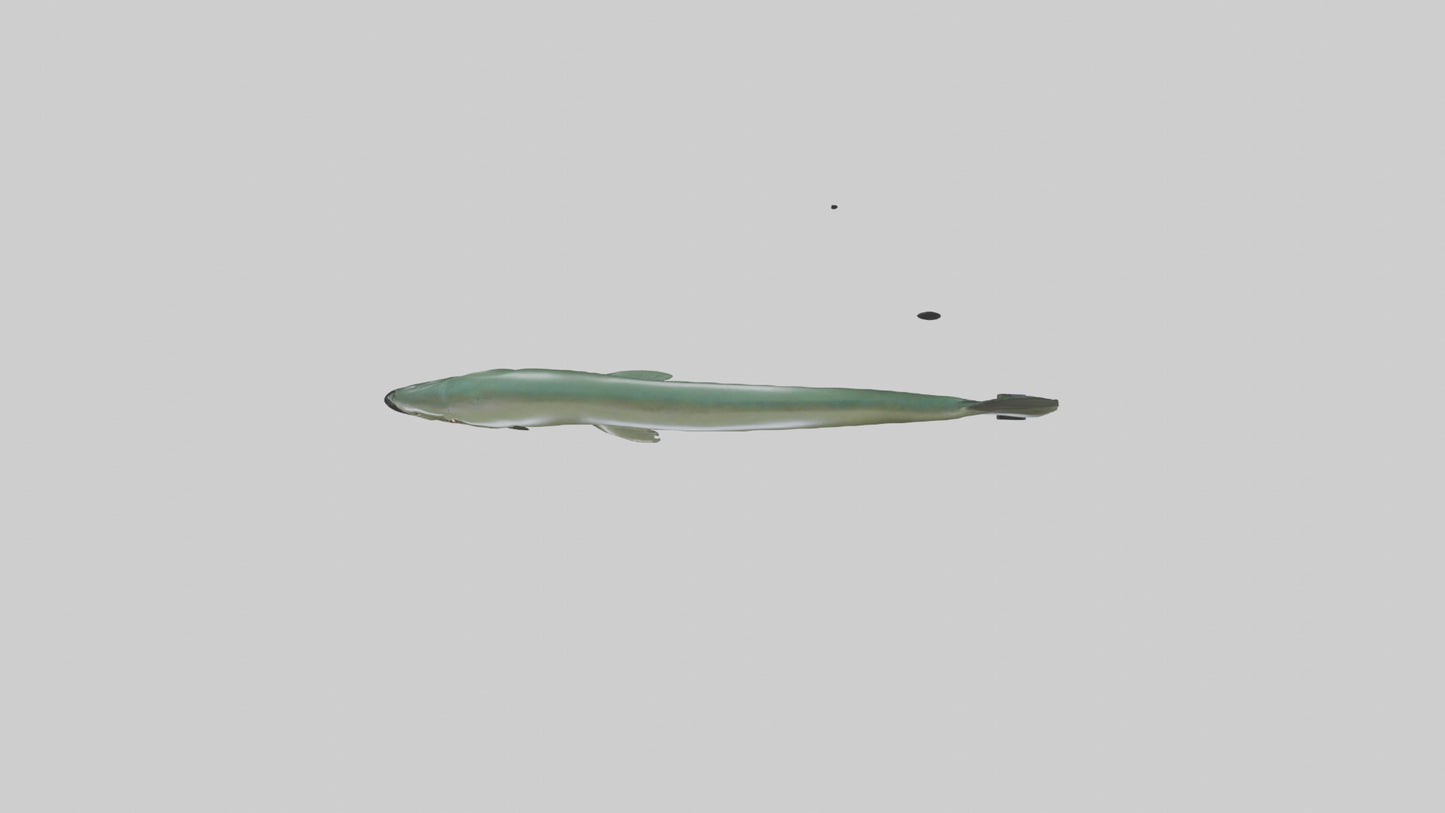 Electric Eel swimming model 3D model