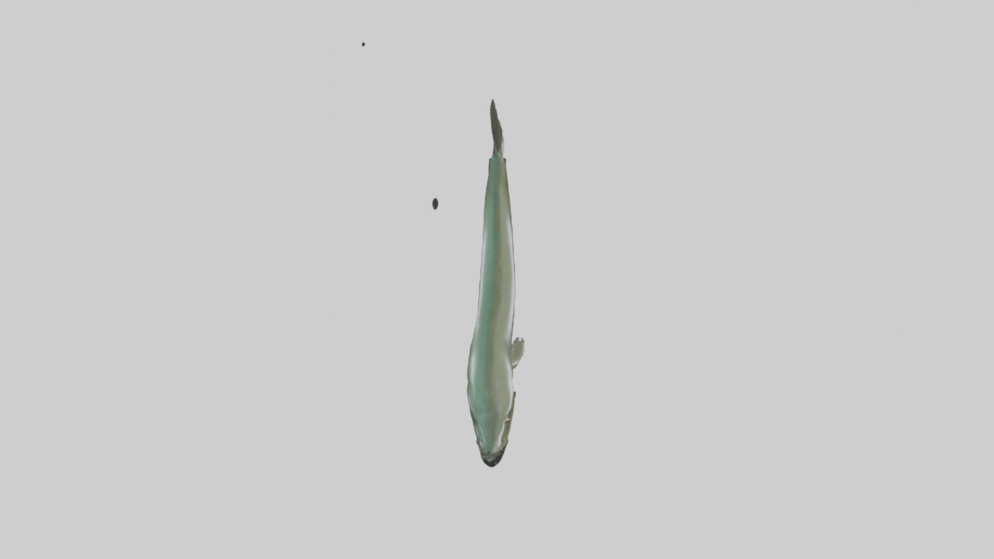 Electric Eel swimming model 3D model