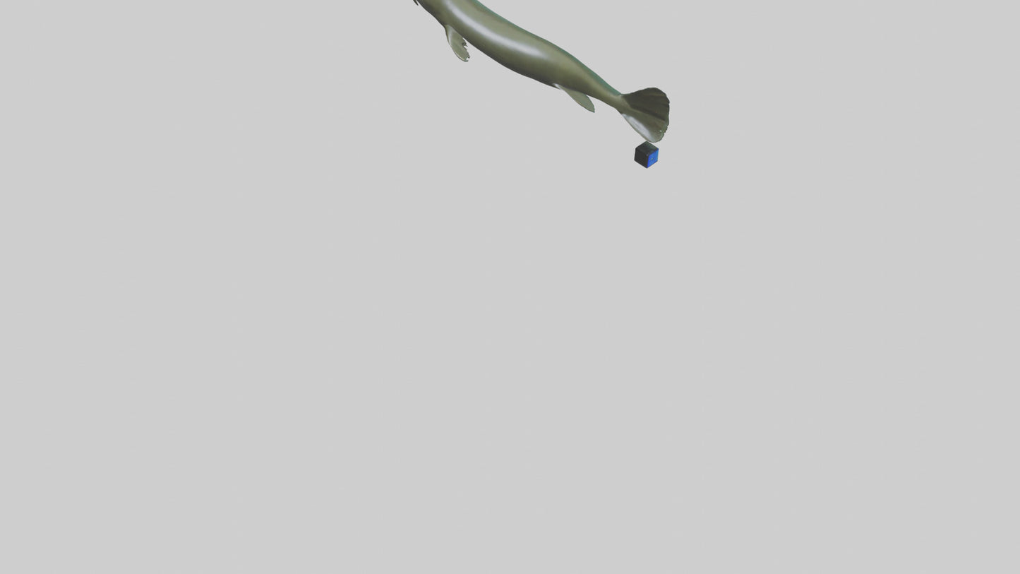 Electric Eel swimming model 3D model