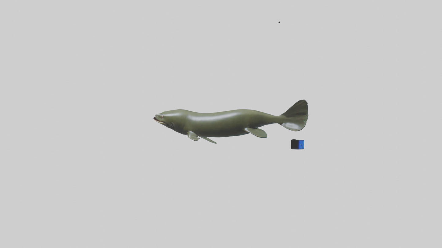 Electric Eel swimming model 3D model