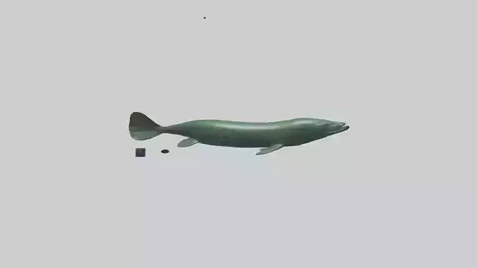 Electric Eel swimming model 3D model