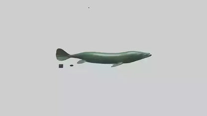 Electric Eel swimming model 3D model