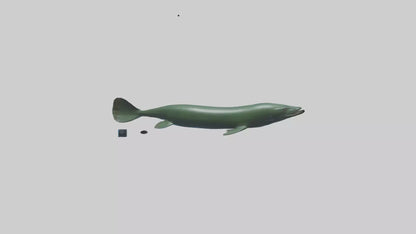 Electric Eel swimming model 3D model