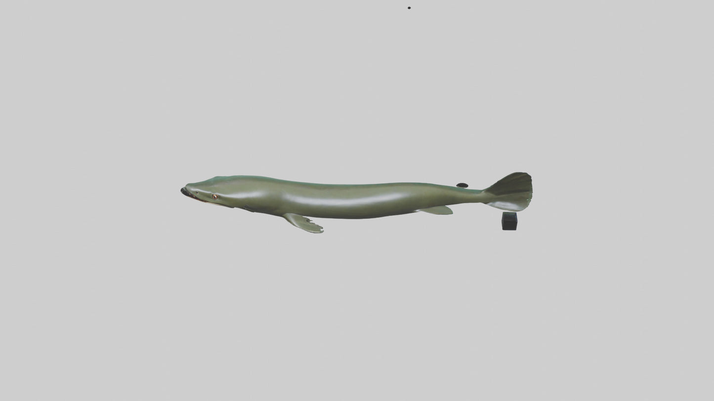 Electric Eel swimming model 3D model
