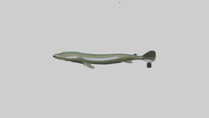 Electric Eel swimming model 3D model