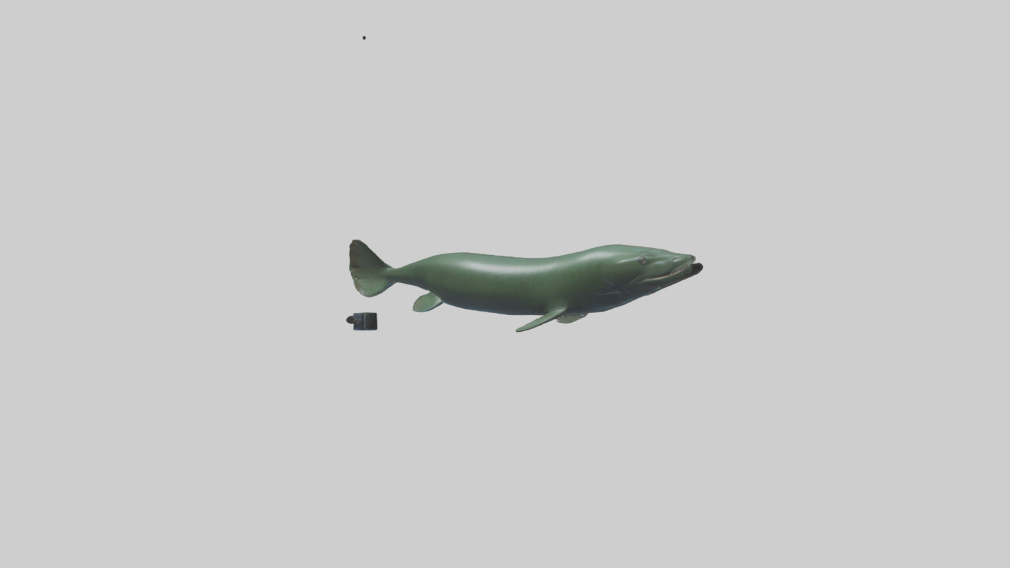 Electric Eel swimming model 3D model