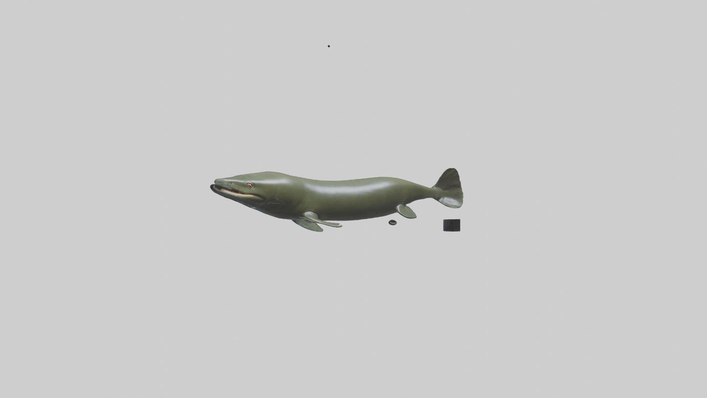 Electric Eel swimming model 3D model
