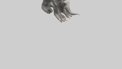 Elephant Feet 3D model