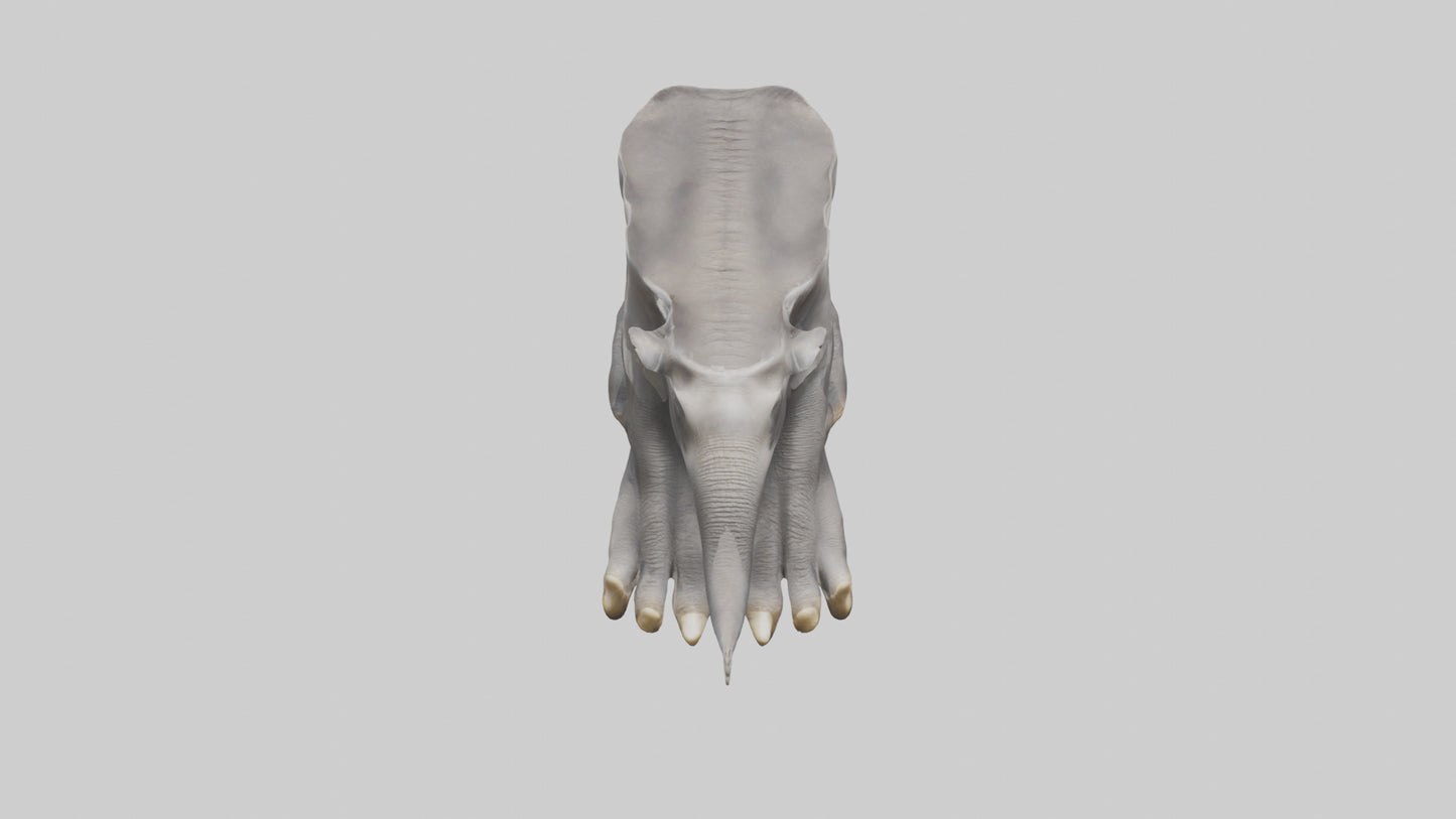 Elephant Feet 3D model