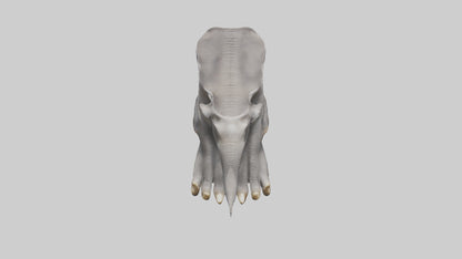 Elephant Feet 3D model
