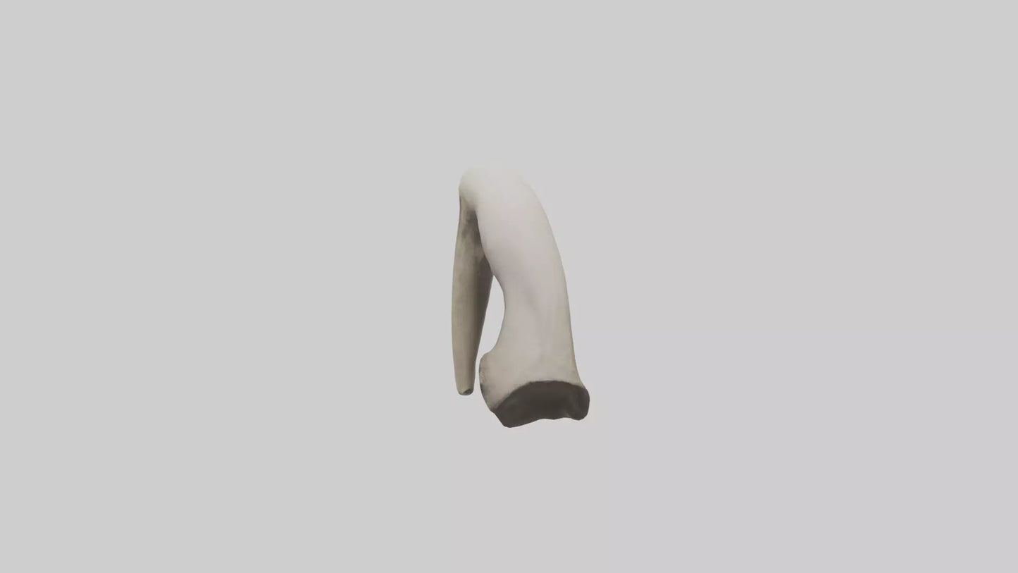 3D model Elephant Femur VR / AR / low-poly