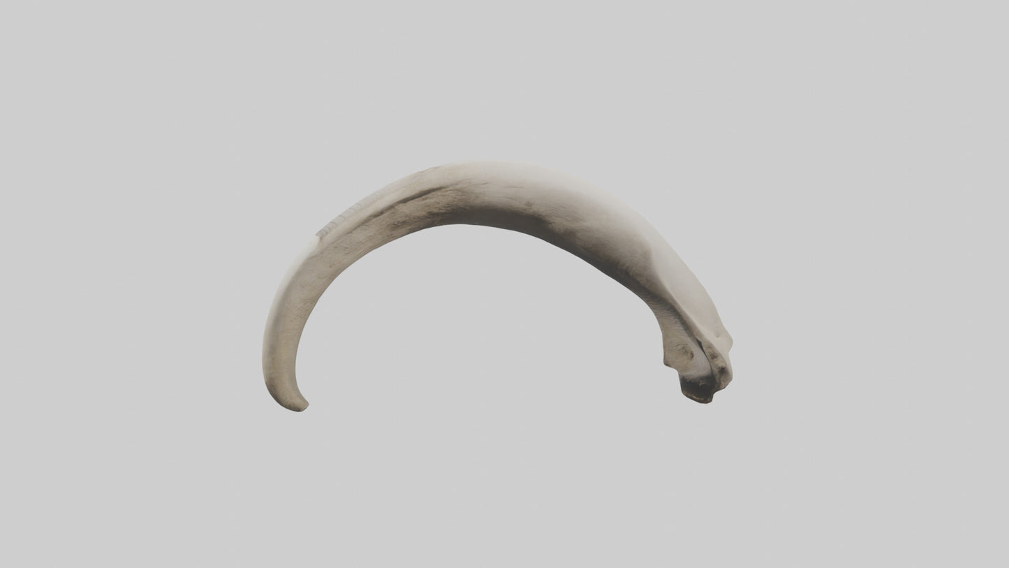 3D model Elephant Femur VR / AR / low-poly