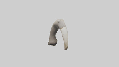 3D model Elephant Femur VR / AR / low-poly