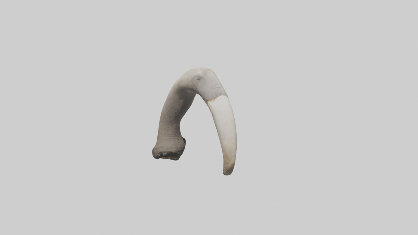3D model Elephant Femur VR / AR / low-poly
