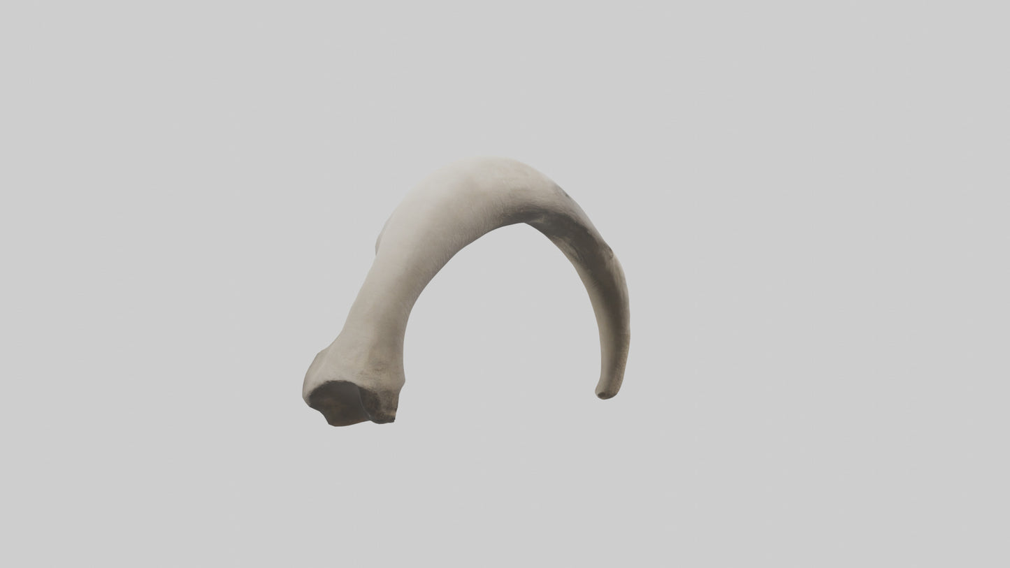 3D model Elephant Femur VR / AR / low-poly