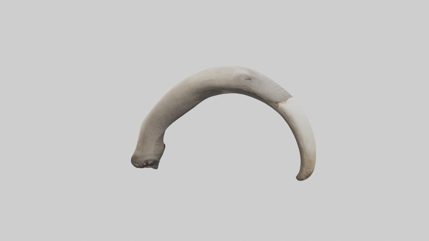 3D model Elephant Femur VR / AR / low-poly