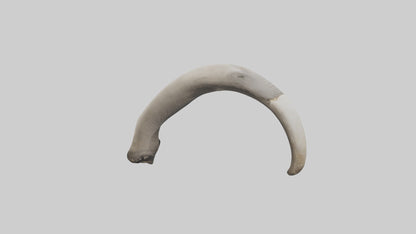3D model Elephant Femur VR / AR / low-poly