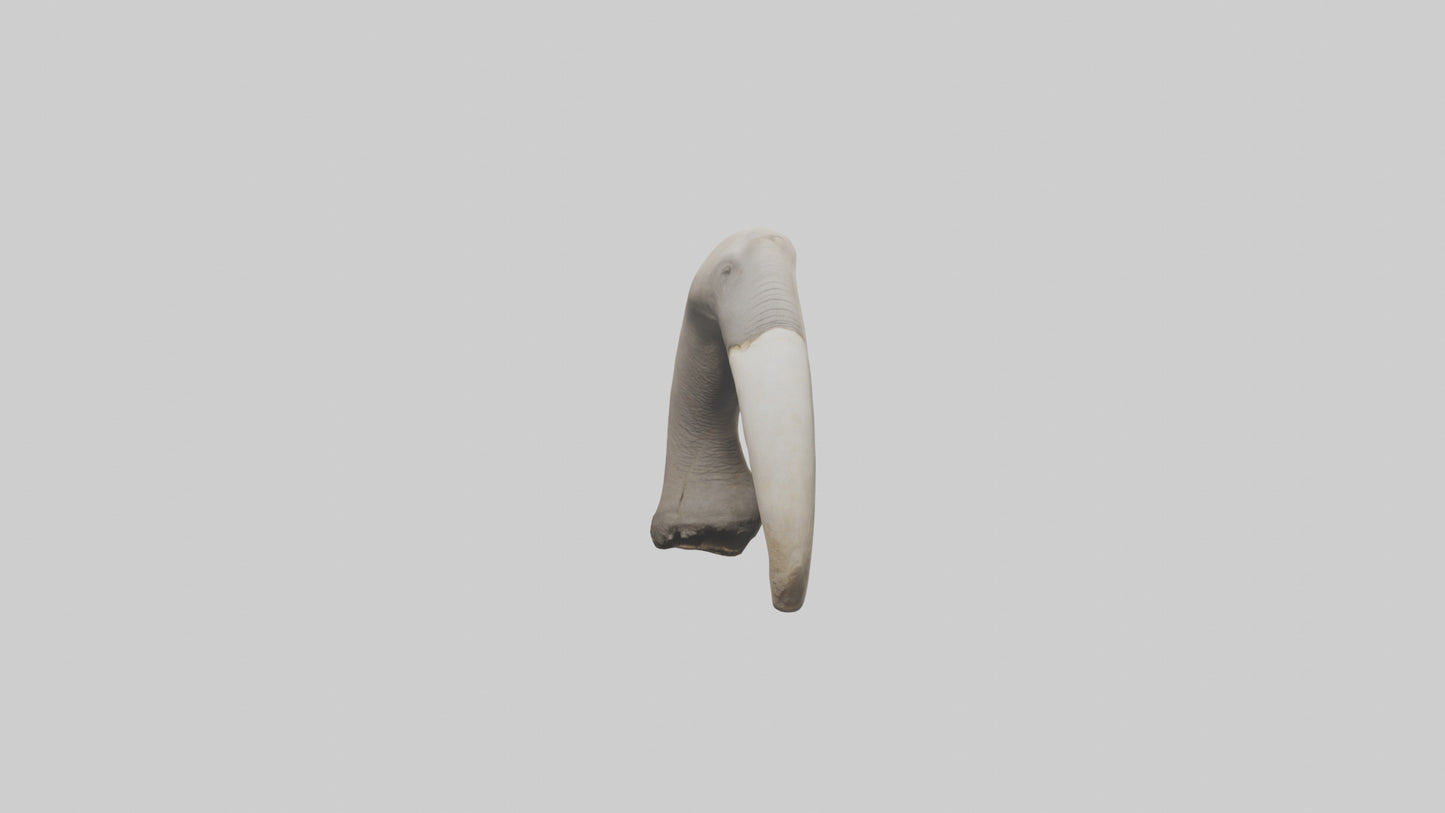 3D model Elephant Femur VR / AR / low-poly