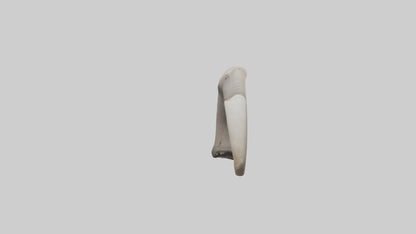 3D model Elephant Femur VR / AR / low-poly