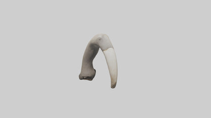 3D model Elephant Femur VR / AR / low-poly