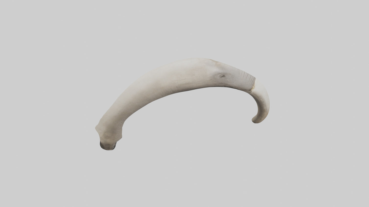 3D model Elephant Femur VR / AR / low-poly