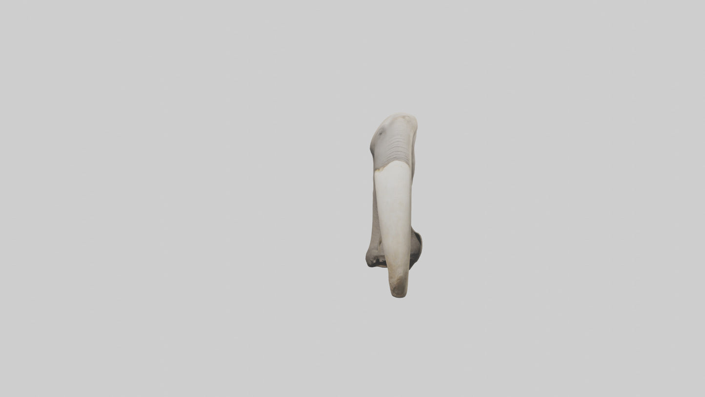 3D model Elephant Femur VR / AR / low-poly