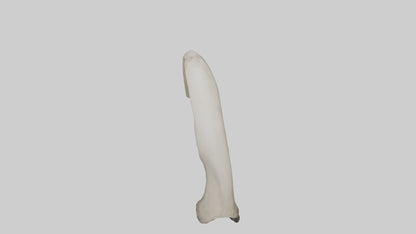 3D model Elephant Femur VR / AR / low-poly