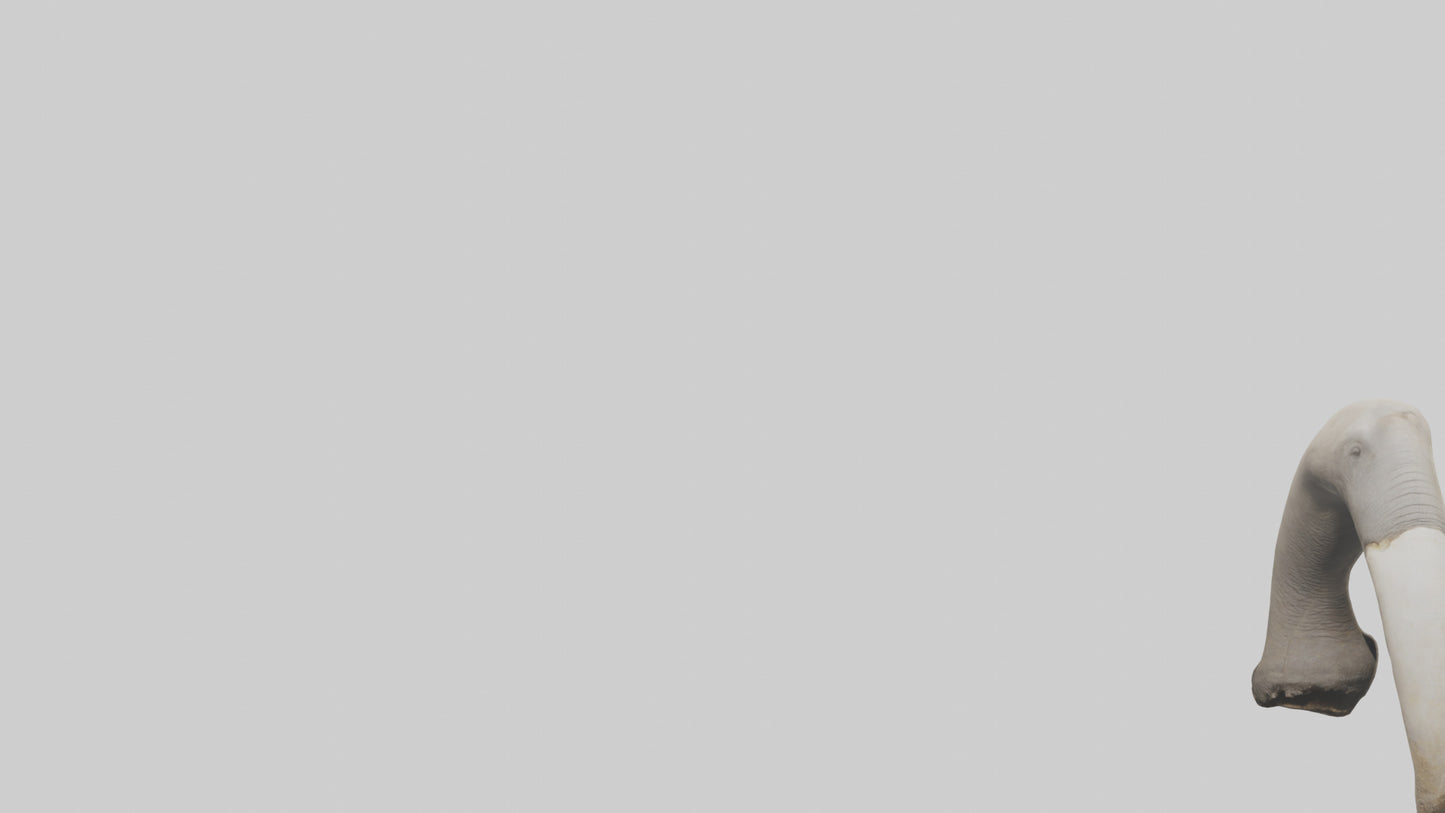 3D model Elephant Femur VR / AR / low-poly