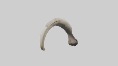 3D model Elephant Femur VR / AR / low-poly